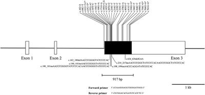 Novel Polymorphisms and Genetic Characteristics of the Prion Protein Gene in Pheasants